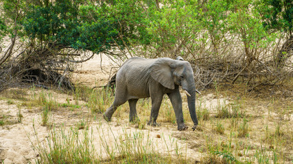 Fototapeta premium elephant in kruger national park, mpumalanga, south africa 18