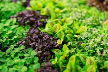 Growing various spices and herbs in close-up (selective focus)