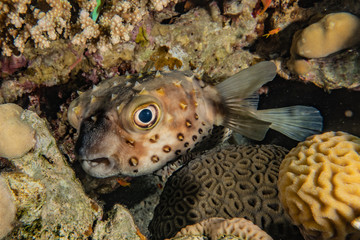 Fish swim in the Red Sea, colorful fish, Eilat Israel © yeshaya