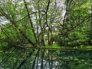 Beautiful summer park by the river reflected tree in the water