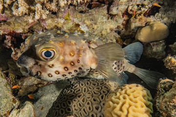 Fish swim in the Red Sea, colorful fish, Eilat Israel © yeshaya