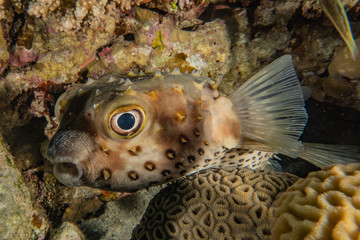 Fish swim in the Red Sea, colorful fish, Eilat Israel