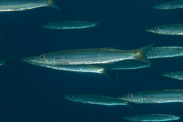 Fish swim in the Red Sea, colorful fish, Eilat Israel