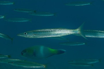 Fototapeta premium Fish swim in the Red Sea, colorful fish, Eilat Israel