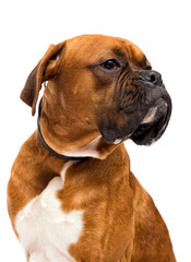 boxer dog looks on isolated on white background