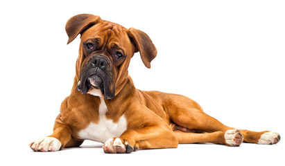 boxer dog looks on isolated on white background