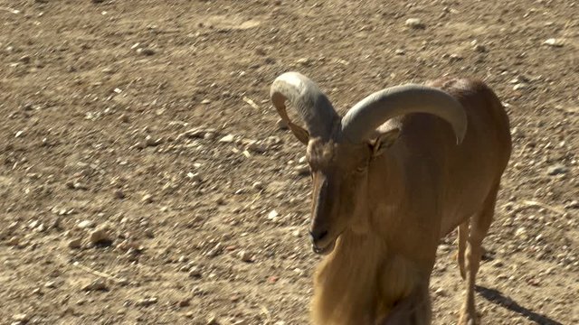 African ram is running. Sheep on the open spaces of Africa. Animal in the wild