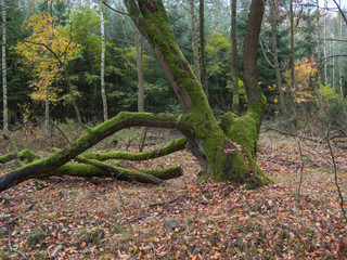 Stare, rozwidlone drzewo z pniem porośniętym mchem.