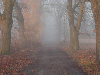 Polna droga w mglisty, jesienny poranek.