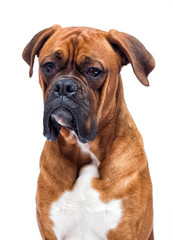Obraz premium boxer dog looking isolated on a white background