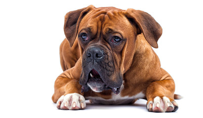 boxer dog looking isolated on a white background