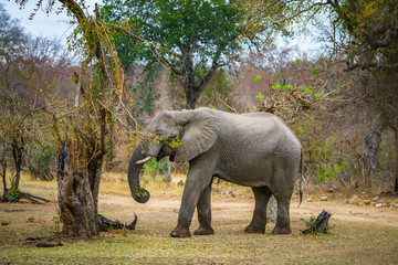Fototapeta na wymiar elephant in kruger national park, mpumalanga, south africa 59