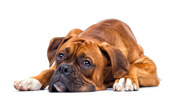 sad boxer dog looking isolated on a white background