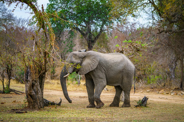 elephant in kruger national park, mpumalanga, south africa 62