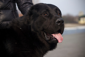 Beautiful black and white alabai central Asian shepherd dog