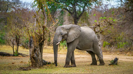 elephant in kruger national park, mpumalanga, south africa 72