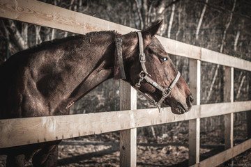 Two horses in the paddock and bent over eating dry grass © Василиса Штапакова
