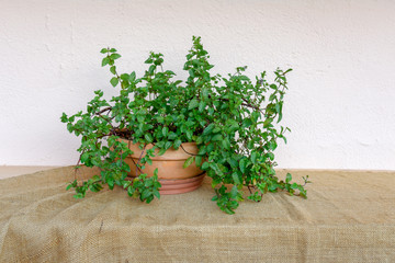 Ceramic mint pot in front of an ecru wall and on a table