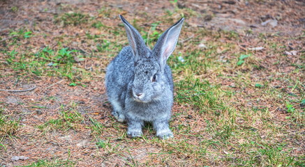 Naklejka na ściany i meble Gray scared rabbit sits on grass
