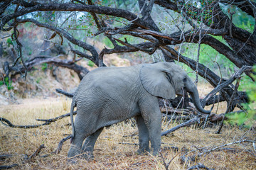 Obraz na płótnie Canvas baby elephant in kruger national park, mpumalanga, south africa 13