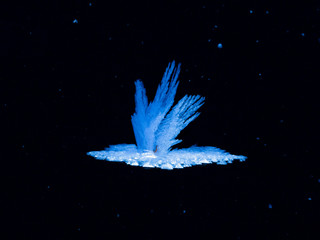Ice crystal is like a bird