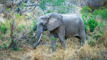 elephant in kruger national park, mpumalanga, south africa 9
