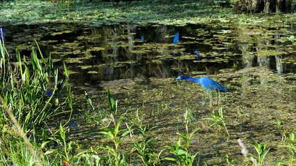 Egretta caerulea - little blue heron