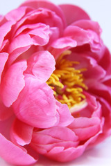 Beautiful pale pink Peonie flowers on white background