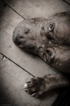 pitbull dog brown outdoor