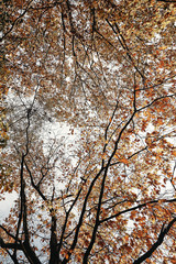 grands chênes dans bois