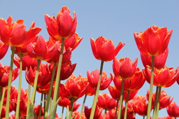 beautiful red tulips in the dutch bulb fields with a blue sky in the background
