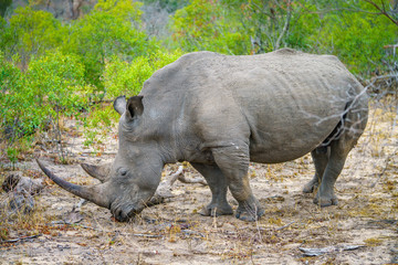 Obraz premium white rhino in kruger national park, mpumalanga, south africa 14