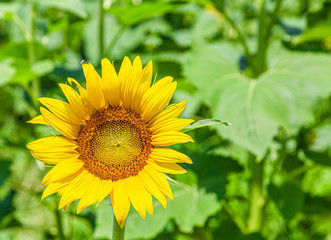 An image from a beutiful summer field full of bright yellow and green sunflowers