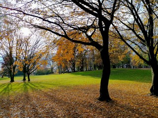 kahle B&auml;ume in einem Park