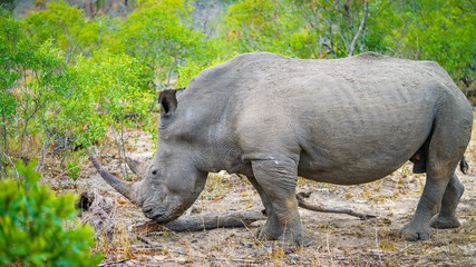 Obraz na płótnie Canvas white rhino in kruger national park, mpumalanga, south africa 32