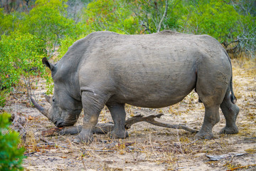 Naklejka premium white rhino in kruger national park, mpumalanga, south africa 40