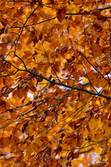 Herbstlaub gefärbte Blätter