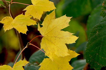 Herbstlaub gefärbte Blätter