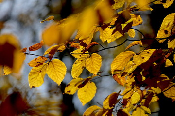 Herbstlaub gefärbte Blätter