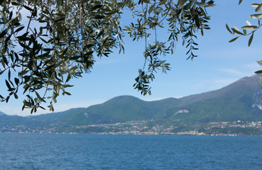 Fototapeta na wymiar Olive tree and Garda lake at the background.