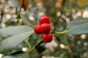 Ilex Beeren und Blätter