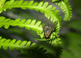 big black fly on a green leaf.