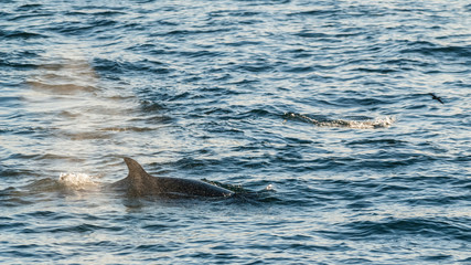 Naklejka premium Killer whale, antartic subespecies,Antartic.