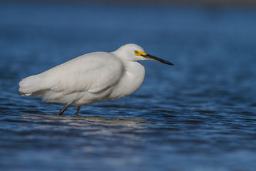 White heron Snowy Egret, Egretta thula, standing on pebble beach in Florida, USA