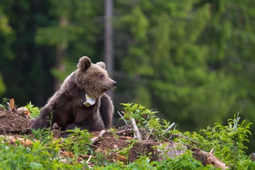 Rolgordijnen Young brown bear (Ursus Arctos)  gps tracking collar © Ivan