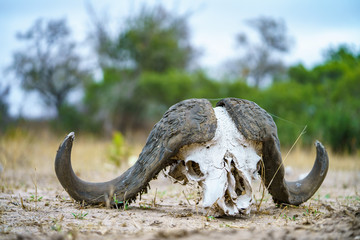 skull of african buffalo in kruger national park, mpumalanga, south africa 10