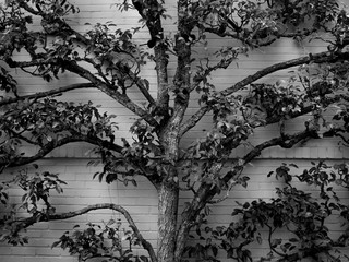 Black and white photo of pear tree pruned to climb house wall