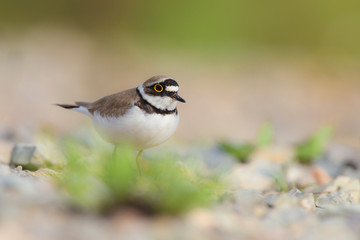 Little Ringed Plover (Charadrius dubius)