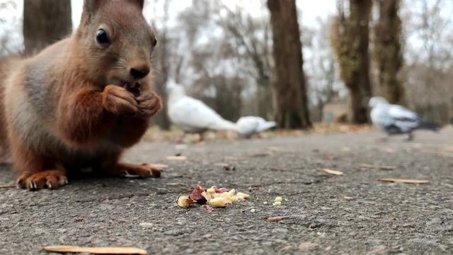 Forest squirrel eat walnut. Cute little red squirrel eating nut