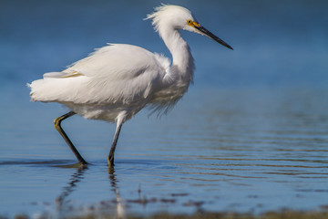 White heron Snowy Egret, Egretta thula, standing on pebble beach in Florida, USA
